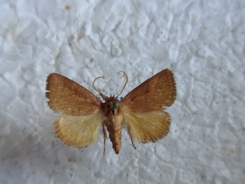 Hoyosia codeti