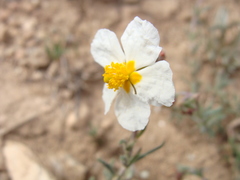 Helianthemum