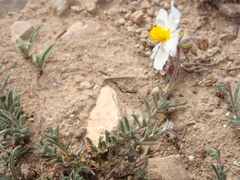 Helianthemum