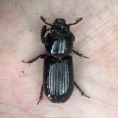 Aulacocyclus