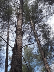 Pinus nigra laricio