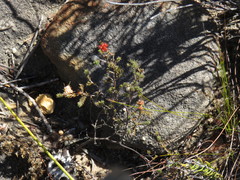 Macrostylis squarrosa