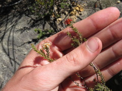 Macrostylis squarrosa