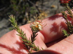Macrostylis squarrosa