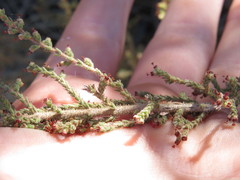 Erica rigidula