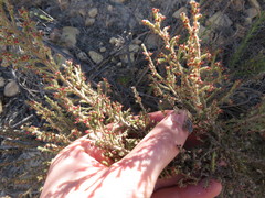 Erica rigidula