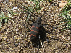 Ceroplesis capensis