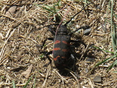 Ceroplesis capensis
