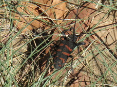 Ceroplesis capensis