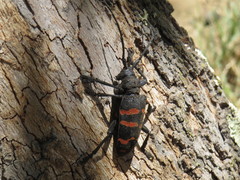 Ceroplesis capensis