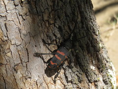 Ceroplesis capensis