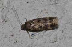 Bryotropha domestica