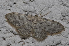 Idaea alyssumata