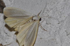 Eilema pseudocomplana