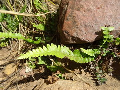 Blechnum australe