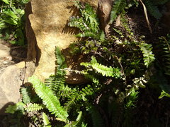 Blechnum australe