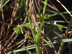 Oxalis livida
