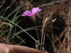 Oxalis livida