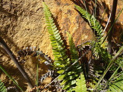 Blechnum australe