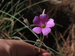 Oxalis livida