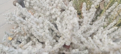 Bassia eriophora