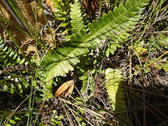 Blechnum australe