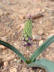 Muscari comosum image