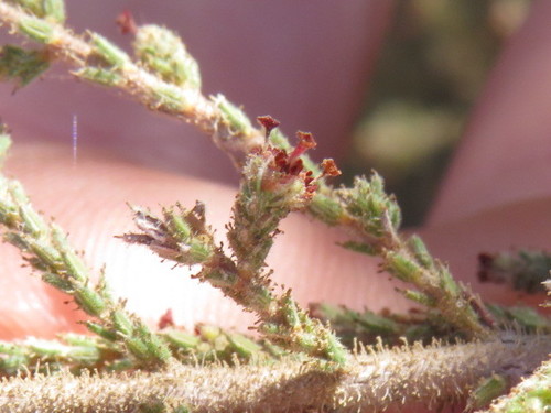 Image of Erica rigidula by (c) Jeremy Gilmore, some rights reserved (CC BY)