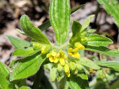 Lithospermum tuberosum