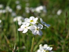 Androsace chamaejasme