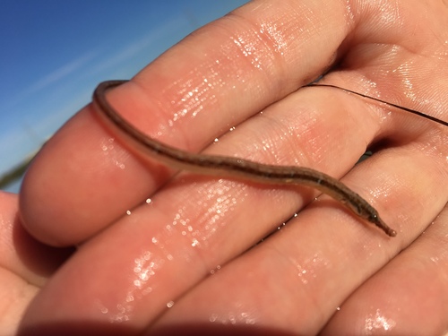 Syngnathus scovelli