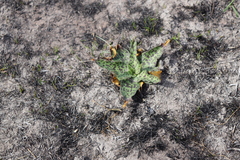 Ledebouria ensifolia