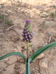 Muscari comosum image