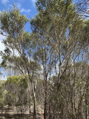 Eucalyptus cneorifolia