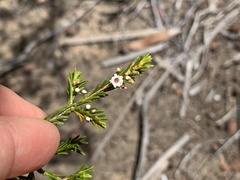 Thryptomene ericaea