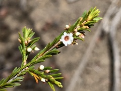 Thryptomene ericaea