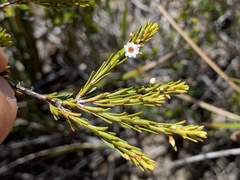 Thryptomene ericaea