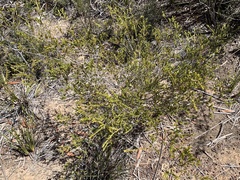 Thryptomene ericaea