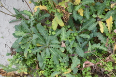Sonchus megalocarpus