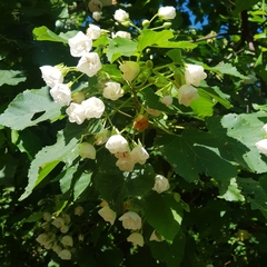 Dombeya tiliacea