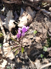 Cardamine glanduligera
