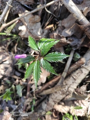Cardamine glanduligera