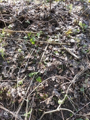 Cardamine glanduligera