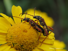 Stenopterus mauritanicus