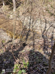 Cardamine glanduligera