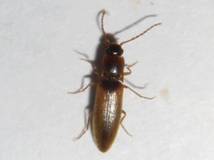 Dalopius marginatus