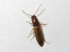 Dalopius marginatus