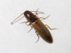 Dalopius marginatus