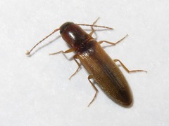 Dalopius marginatus
