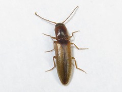Dalopius marginatus